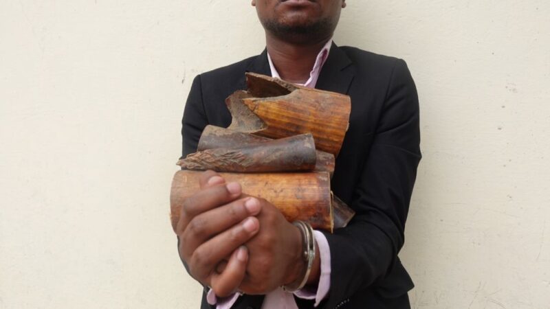 Délits fauniques : Un individu interpellé pour trafic d’ivoire à Brazzaville.