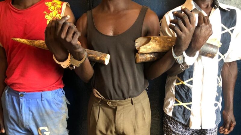 Faune : Trois individus traduits en justice à Dolisie pour trafic présumé d’ivoire