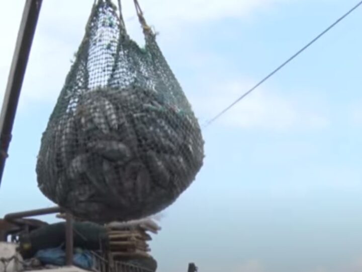 Sénégal : Des licences de pêche octroyées à 151 navires nationaux et étrangers.